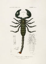 The Emperor Scorpion Poster och Canvastavla