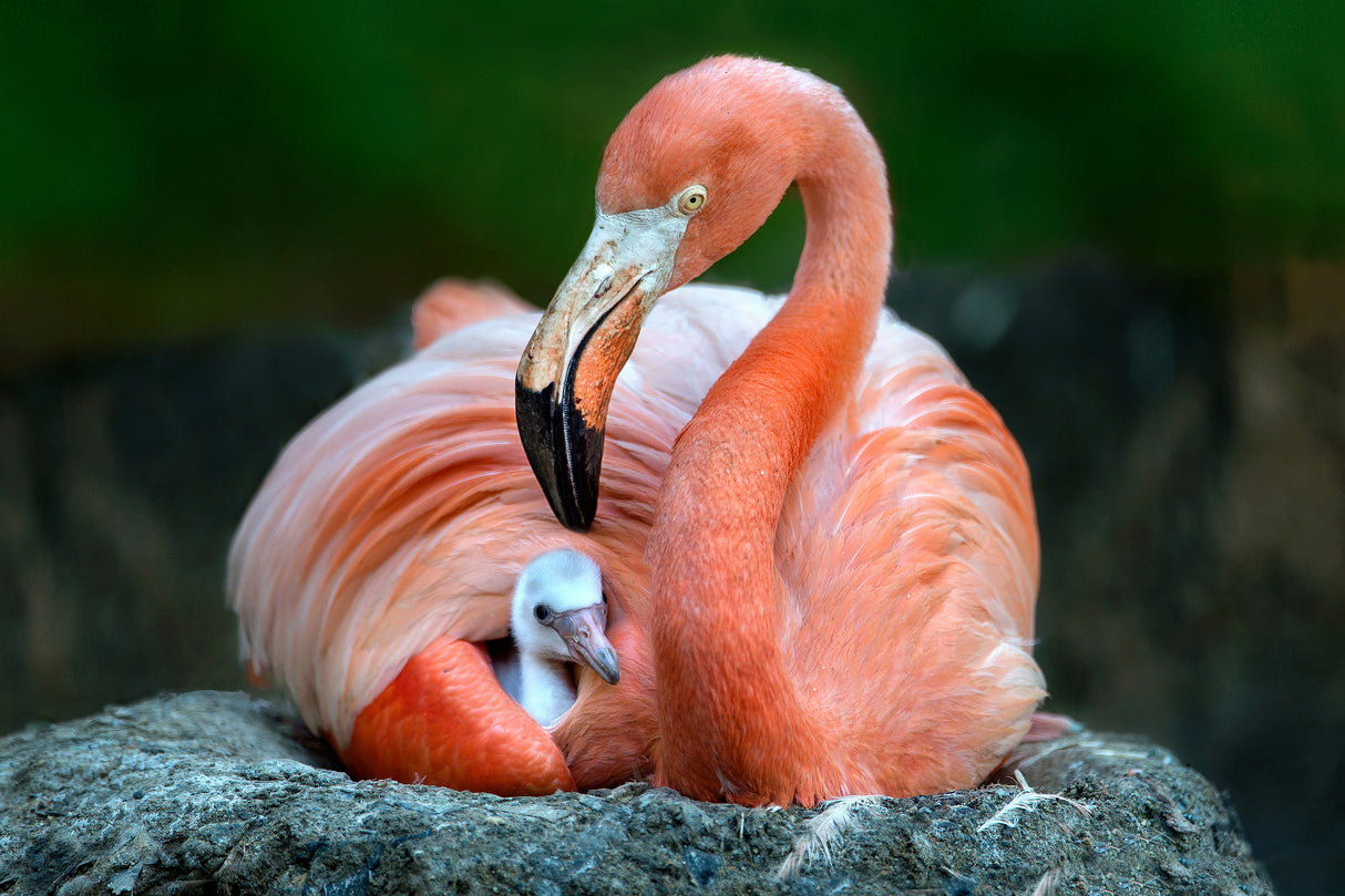 Mom flamingo with chick Poster och Canvastavla