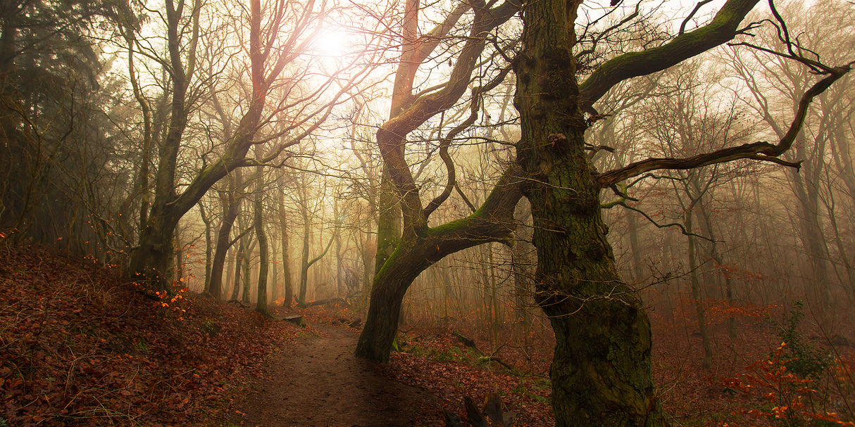 My autumn walk.. Poster och Canvastavla