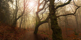 My autumn walk.. Poster och Canvastavla