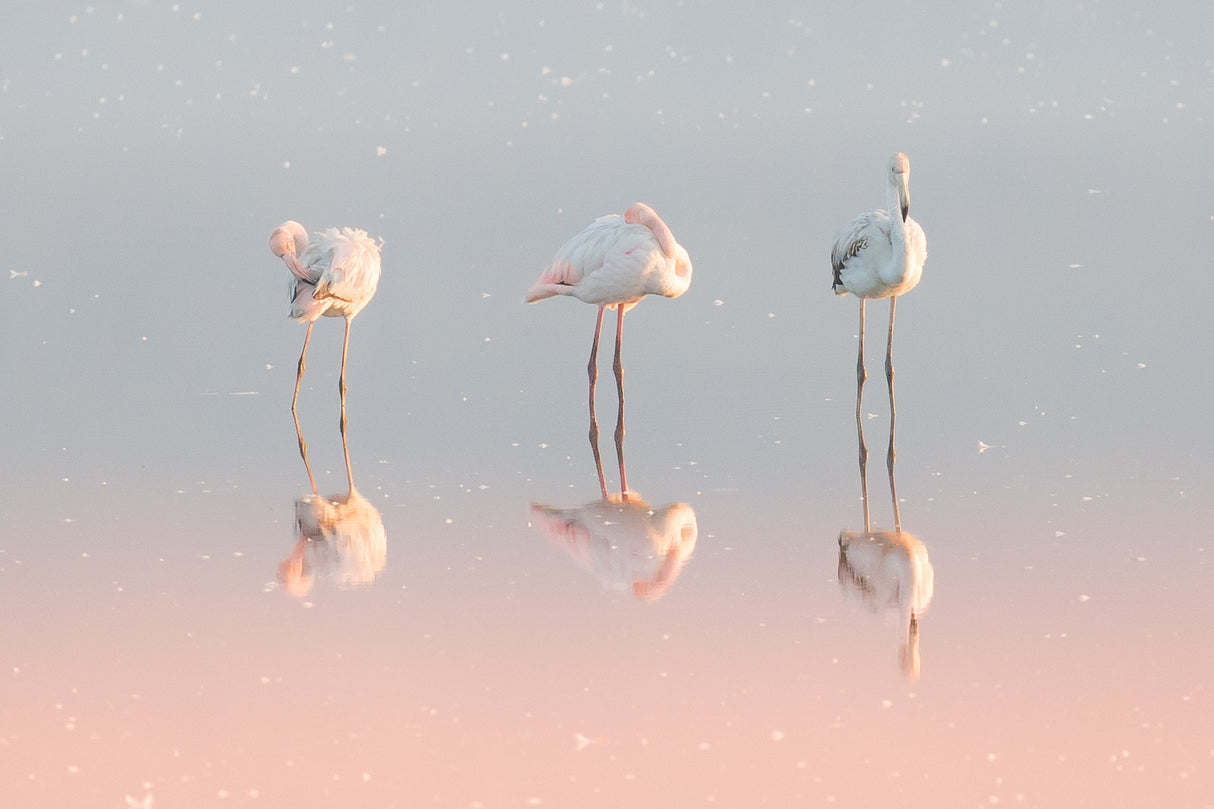 Three flamingos ... Poster och Canvastavla