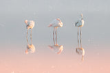 Three flamingos ... Poster och Canvastavla