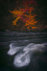 Autumn Impression Poster och Canvastavla