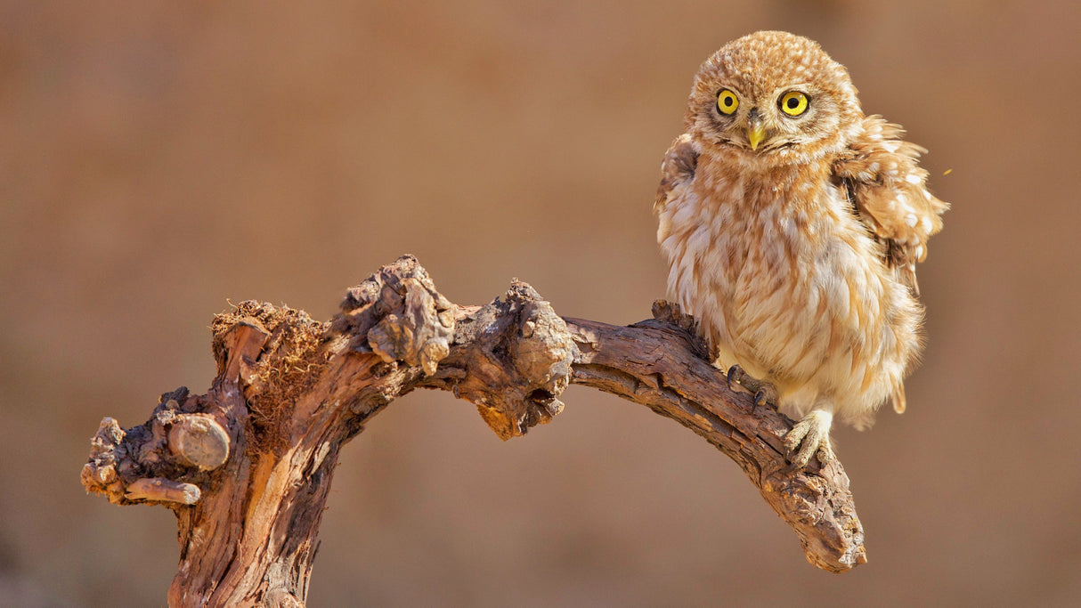 Little Owl Poster och Canvastavla