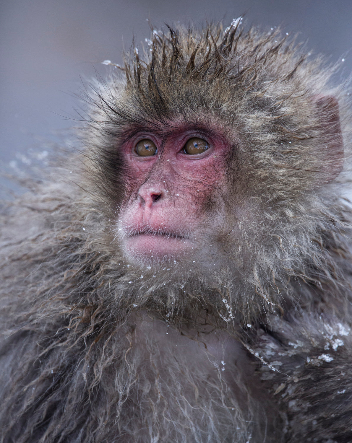 Handsome Snow Monkey Poster och Canvastavla
