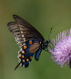 Pipevine swallowtail Poster och Canvastavla