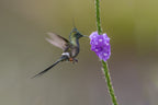 Wire_Crested  Thorntail Hummingbird Poster och Canvastavla