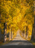 Narrow tree avenue Poster och Canvastavla