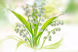 Lily of the valley Poster och Canvastavla