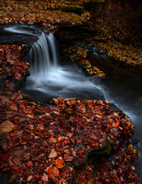 Red Leaves Poster och Canvastavla