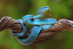 turquoise blue viper Poster och Canvastavla