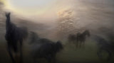 in the morning mist Poster och Canvastavla