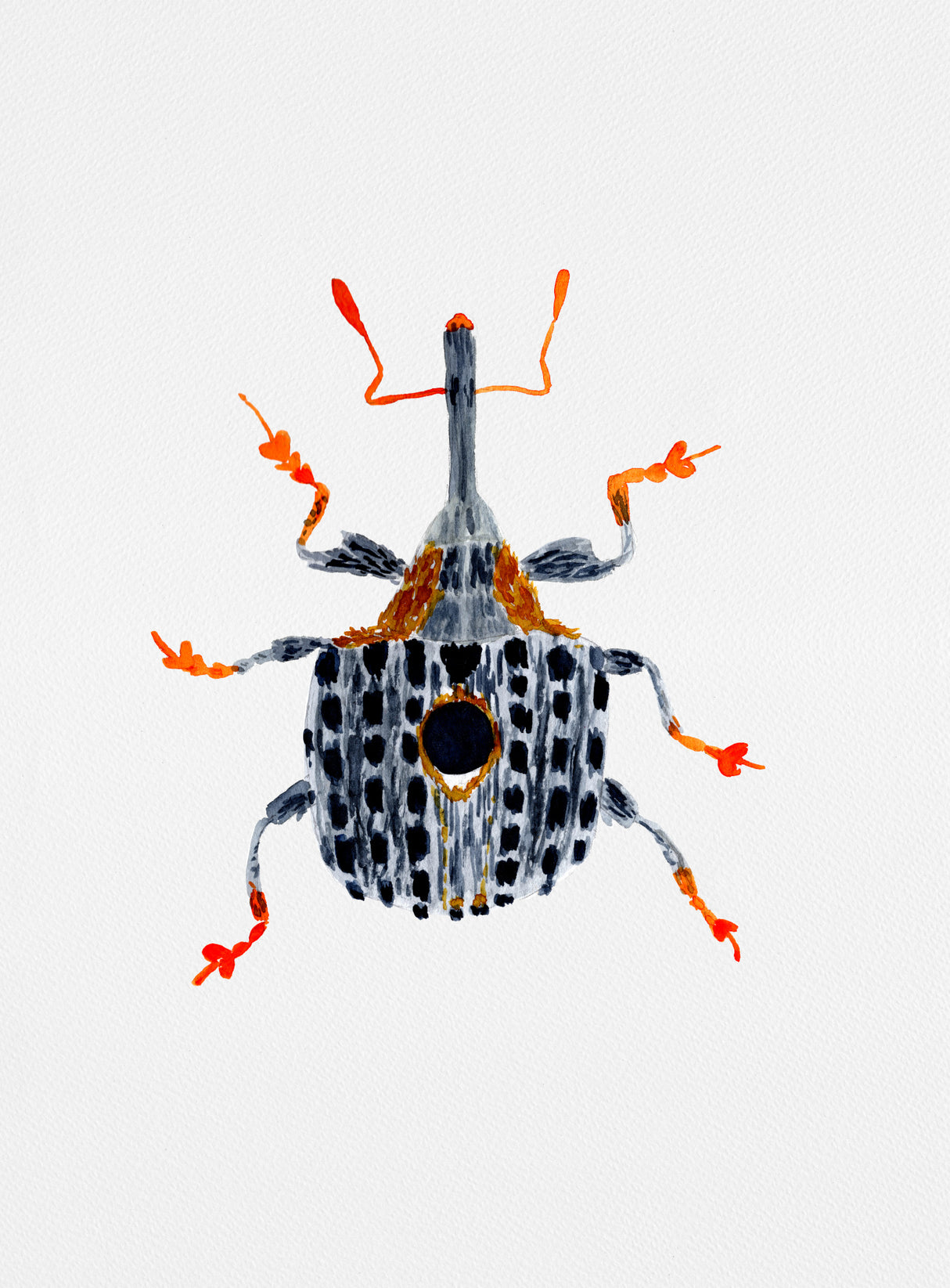 Figwort Weevil or Cionus tuberculosus Poster och Canvastavla