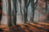 dreamy forest ....... Poster och Canvastavla