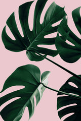 Monstera Pink No 08 Poster och Canvastavla