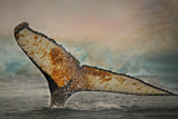 The color of Antarctica Poster och Canvastavla