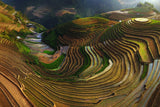 Mu Cang Chai - vietnam Poster och Canvastavla