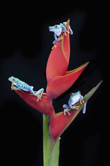 Three Red Eyed Tree Frogs Poster och Canvastavla