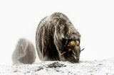 Between the fog and the frost Poster och Canvastavla