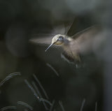 Humming bird dance Poster och Canvastavla
