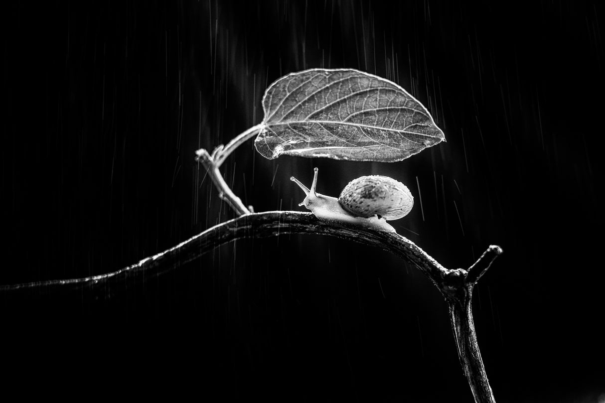 Under the Rain Poster och Canvastavla