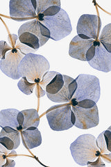 Botanical #37 Poster och Canvastavla
