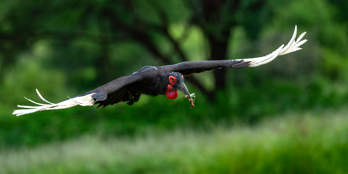 Southern Ground Hornbill Poster och Canvastavla