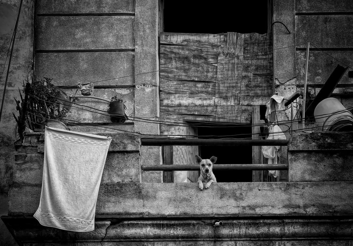 Balcony Poster och Canvastavla