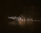 swan's morning Poster och Canvastavla