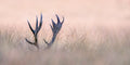 Hide &amp; Seek  ( Horn of Stag) Poster och Canvastavla