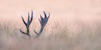 Hide &amp; Seek  ( Horn of Stag) Poster och Canvastavla