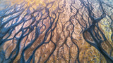 The Earth Veins Poster och Canvastavla