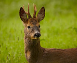 Wild Roe deer Poster och Canvastavla