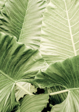 Jungle Fever Poster och Canvastavla