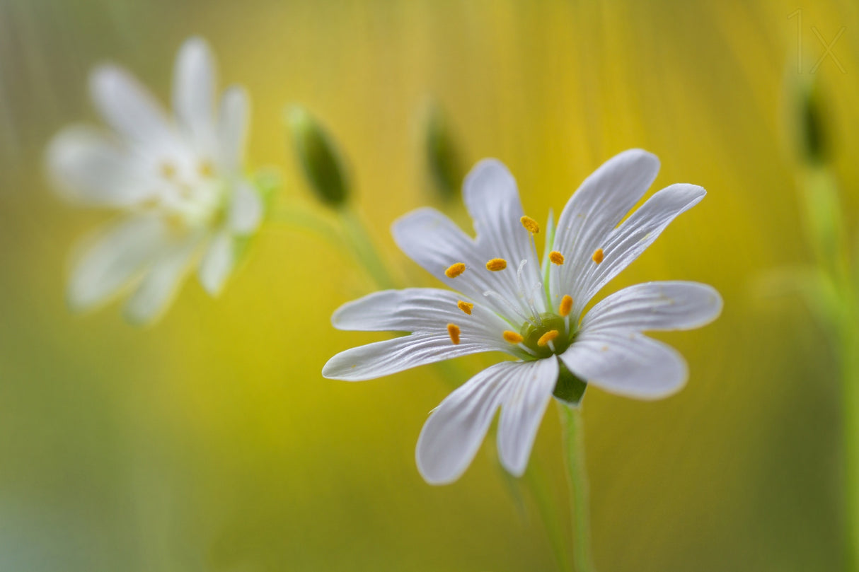 Stitchwort Poster och Canvastavla