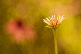 Flower Poster och Canvastavla