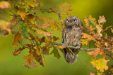 Eurasian scops owl Poster och Canvastavla