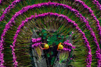 Harvesting water lilies Poster och Canvastavla