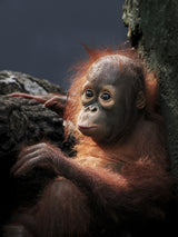 Borneo orangutan Poster och Canvastavla