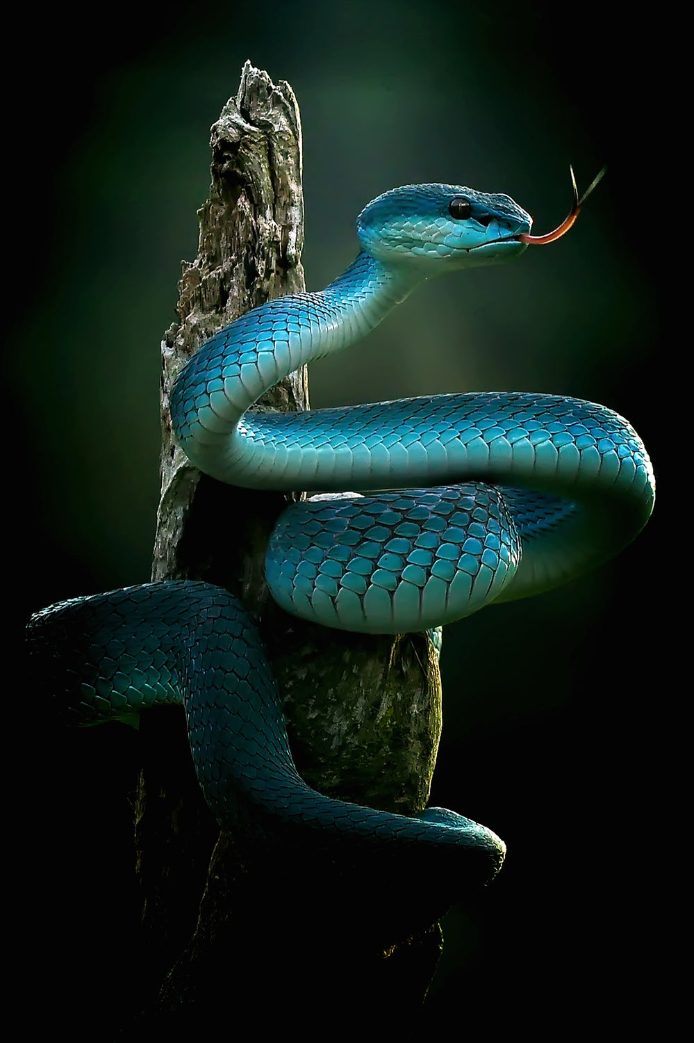 "The Blue Pit Viper is very beautiful," Poster och Canvastavla