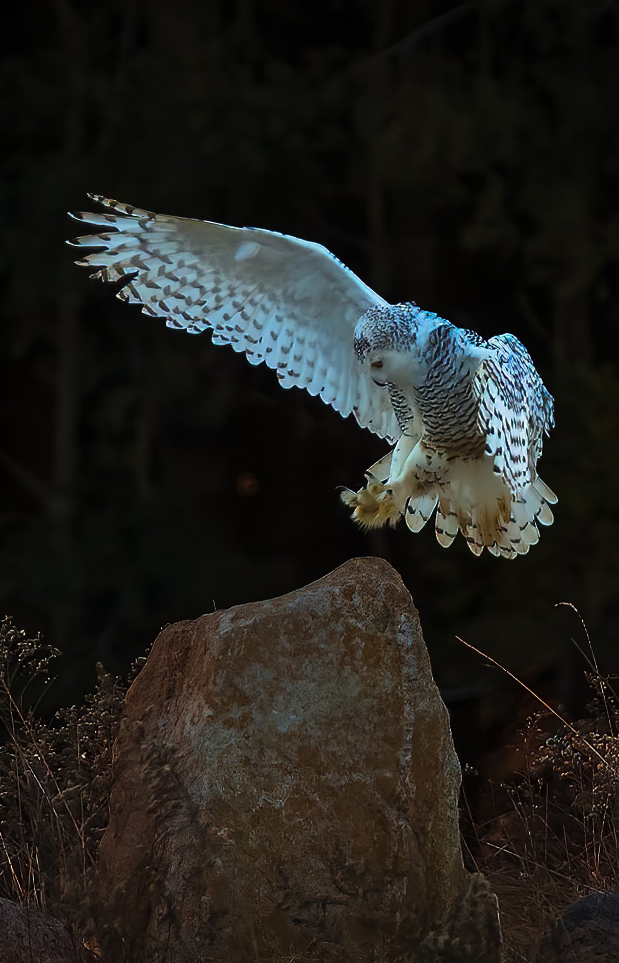 Snow owl Poster och Canvastavla