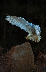 Snow owl Poster och Canvastavla