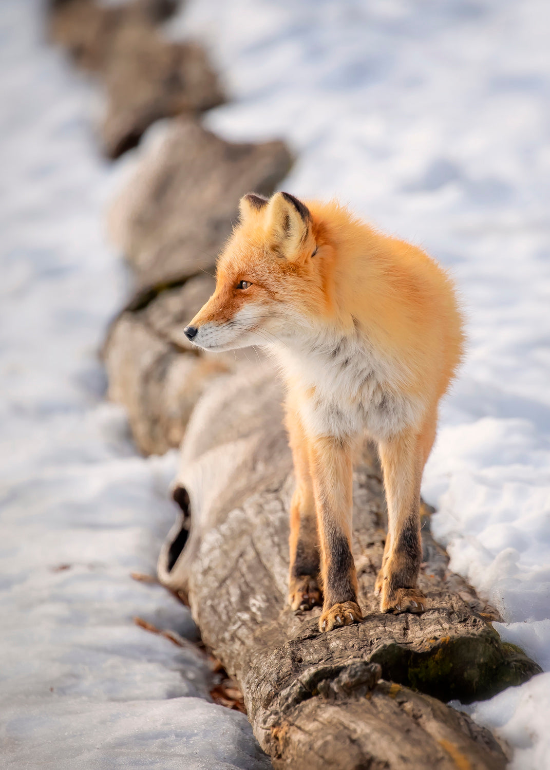 Hunting Poster och Canvastavla