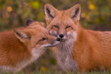 Red Fox Poster och Canvastavla