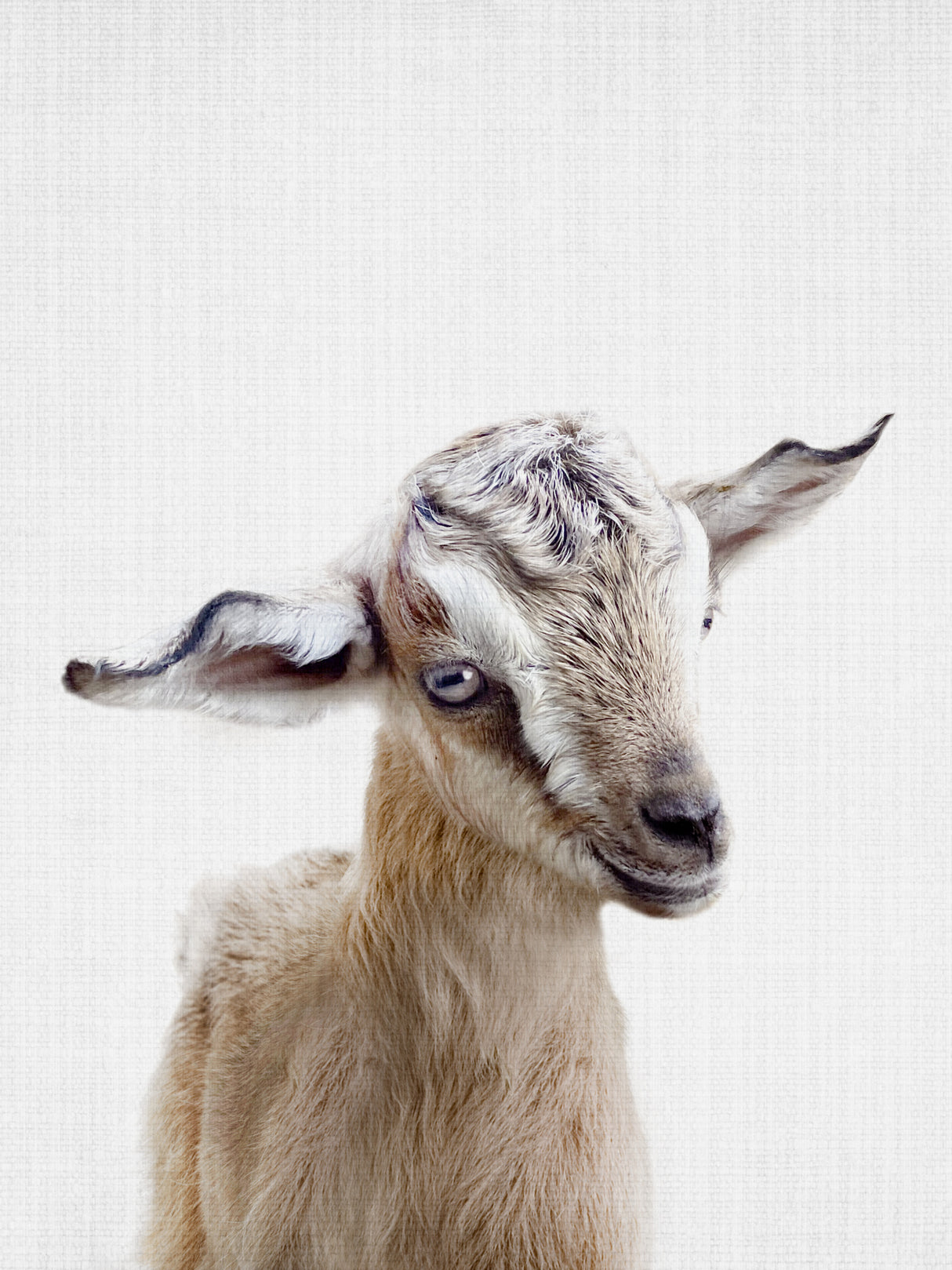Peekaboo Baby Goat Poster och Canvastavla