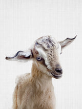 Peekaboo Baby Goat Poster och Canvastavla