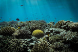 The reef Poster och Canvastavla