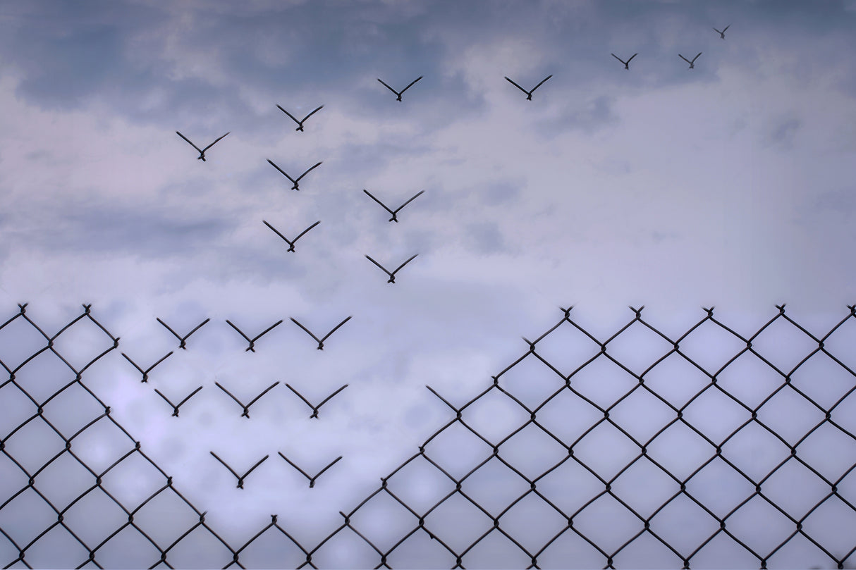 Don´t fence me in! Poster och Canvastavla