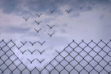 Don´t fence me in! Poster och Canvastavla