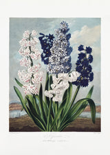 Hyacinths from The Temple of Flora (1807) Poster och Canvastavla